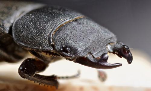 Réf. 261 681 : Dorcus parallelipipedus